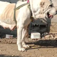 الابای خط خونی قویی دختر تانک الان فل آمده|سگ|انبارآلوم, |دیوار