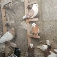 کفتر ماده پرشی|پرنده|نیشابور, دهنو|دیوار