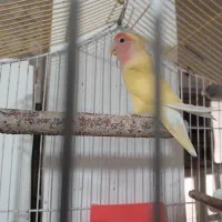 شادگان طوطی برزیلی
