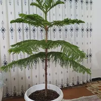 کاج مطبق