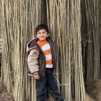 نهالستان انواع درجه یک صنوبر و میوه