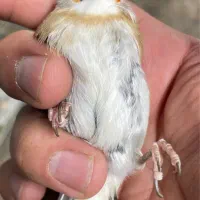 ماده مهر پس بالا