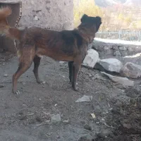 فروشی|سگ|بستان آباد, |دیوار