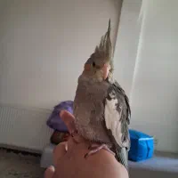 عروس نر|پرنده|محمدشهر, شهرک پیام (مهرالبرز)|دیوار