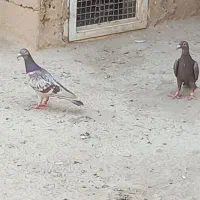 نامور ماده