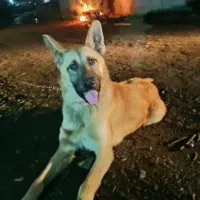 سگ ژرمن ورک نر