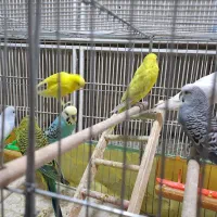 مرغ عشق با قفس و وسایل|پرنده|شیراز, شیخ علی چوپان|دیوار