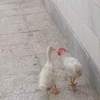 اردک و خروس فروشی