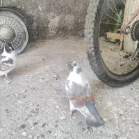 کبوتر