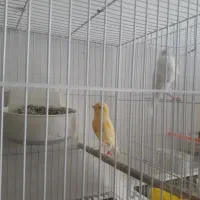 دو جفت قناری با جوجه