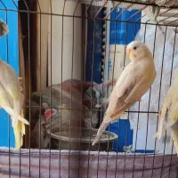 مرغ عشق|پرنده|شیراز, شهرک بزین|دیوار