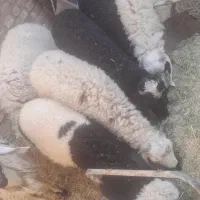 بره نر و ماده