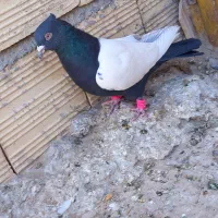 پرنده|پرنده|مروست, |دیوار