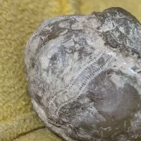 فسیل خشخاش عتیقه|کلکسیون اشیاء عتیقه|مشهد, رده|دیوار