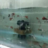 گوپی سنگاپوری شکم پر|ماهی|قزوین, |دیوار