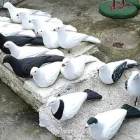 کبوتر ماده دو رگه