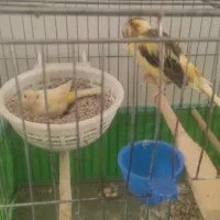 دو جفت قناری