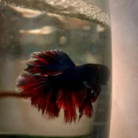 ماهی فایتر ماده