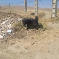 سگ گله ای|سگ|شهرکرد, |دیوار