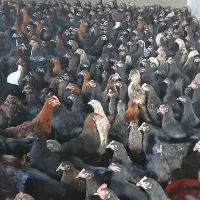 طاقچه ۱۰۰ روزه + جهادی گلپایگان مشکی بلک استار|حیوانات مزرعه|مشهد, تبادکان|دیوار