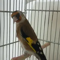 سهره|پرنده|تهران, فلاح|دیوار