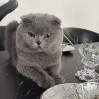 گربه اصیل اسکاتیش نر|گربه|ری, سیزده آبان|دیوار