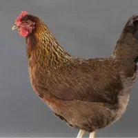 ۵عدد مرغ محلی ۱ عدد خروس همه جوان تخمگذار