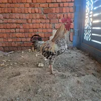 خروس|پرنده|مریوان, |دیوار