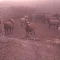 گوسفند میش|حیوانات مزرعه|فامنین, |دیوار