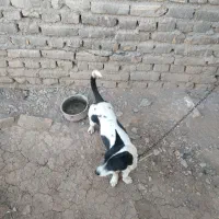 سگ پاپی ماده،قیمت600|سگ|تربت‌حیدریه, ترمینال|دیوار