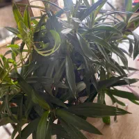 گل طبیعی|گل و گیاه طبیعی|ارومیه, |دیوار