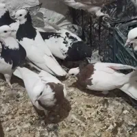 پرنده|پرنده|خنج, |دیوار