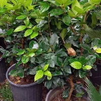 یاس هلندی قیچی خورده سطل 12|خدمات باغبانی و درختکاری|رامسر, |دیوار