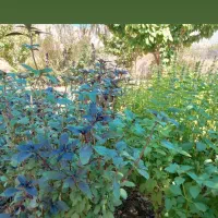 فروش باغ جنت شهر