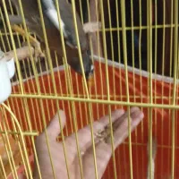 مرغ مینا فول دستی