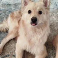 واگذاری سگ|سگ|فردیس, شهرک وحدت|دیوار