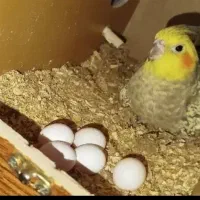 طوطی عروس هلندی جفت مولد|پرنده|رودهن, |دیوار