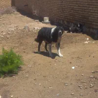 سگ‌گله‌ای‌