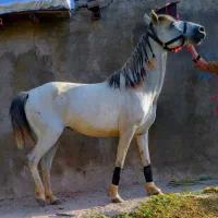 اسب مادیان|اسب و تجهیزات اسب‌سواری|ورامین, ورامین|دیوار