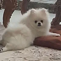 پامرانین خرسی سفید|سگ|یزد, |دیوار