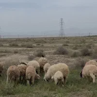 ۱۷ عدد میش سفید بره دار برای قربونی۵ عدد کاور