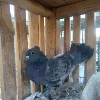 خرقه گچی، زره، پلاکی، اصفهانی،دمگیر