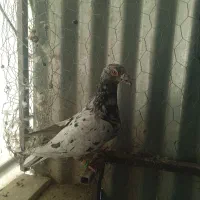 کبوتر|پرنده|شیراز, بازار|دیوار