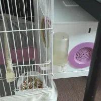 عروس جفت|پرنده|شهر ری, ظهیرآباد|دیوار