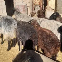 تعدای میش سوز ملحه بره دار قیمت توافقی