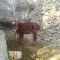 گوشت مراسمات با تخفیف ویژه فروشی|خدمات پذیرایی، مراسم|مسجد سلیمان, |دیوار