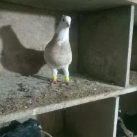 کبوتر|پرنده|مریوان, |دیوار