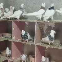 طوقی.یک جا|پرنده|لالجین, |دیوار