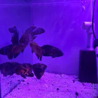 ماهی اسکار|ماهی|ماکو, |دیوار