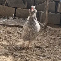 تخم مرغ نطفه دار گلین طوسی